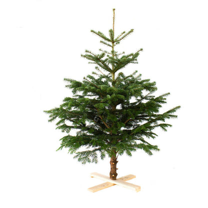 Arbol De Navidad Normanniana Natural 225-250cm Cortado Con Cruz De Madera Y Clavos Incluidos Abeto Navideño_0