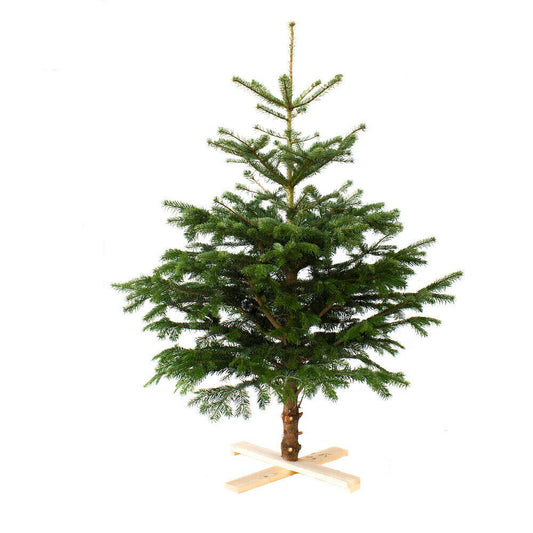 Arbol De Navidad Normanniana Natural 200-225cm Cortado Con Cruz De Madera Y Clavos Incluidos Abeto Navideño_0
