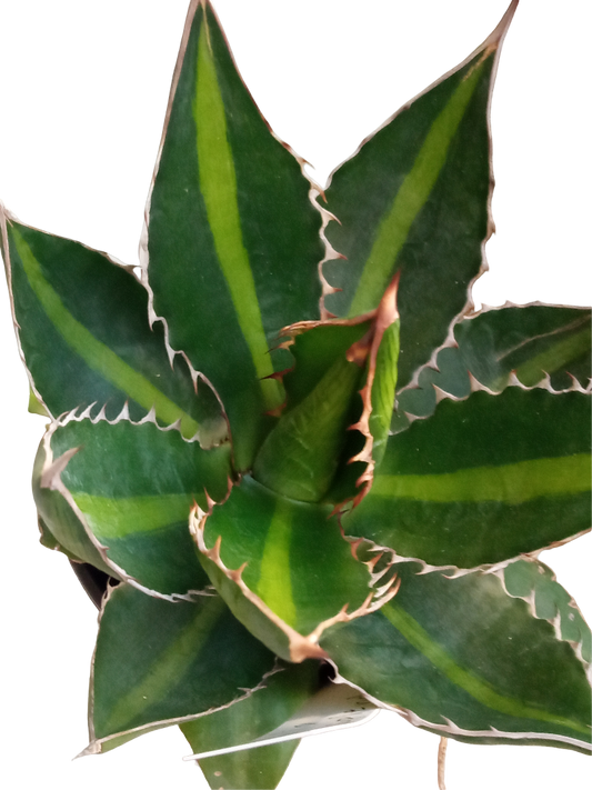 Agave Univitatta Splendida Planta Suculenta Joven De Sol Ø8 Cm_0