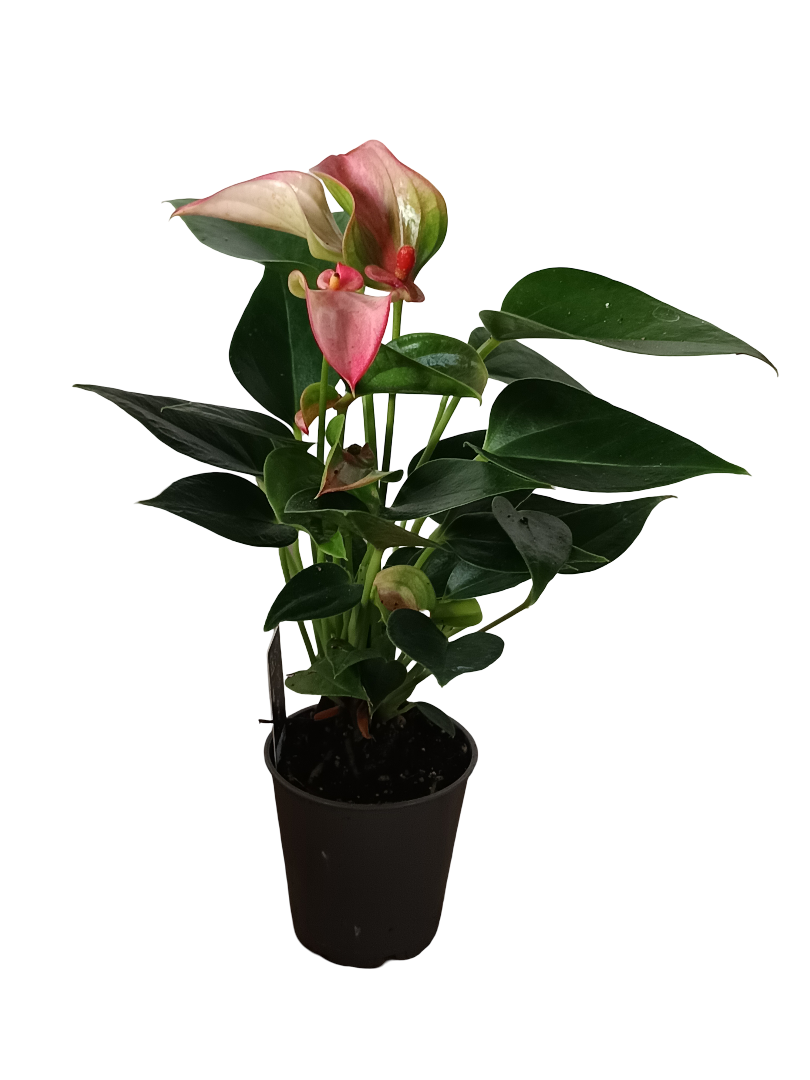 Mini Anthurium Flor Rosa Surtida Planta De Interior Ø6_0