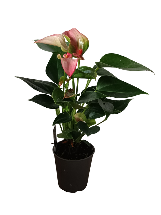 Mini Anthurium Flor Rosa Surtida Planta De Interior Ø6_0