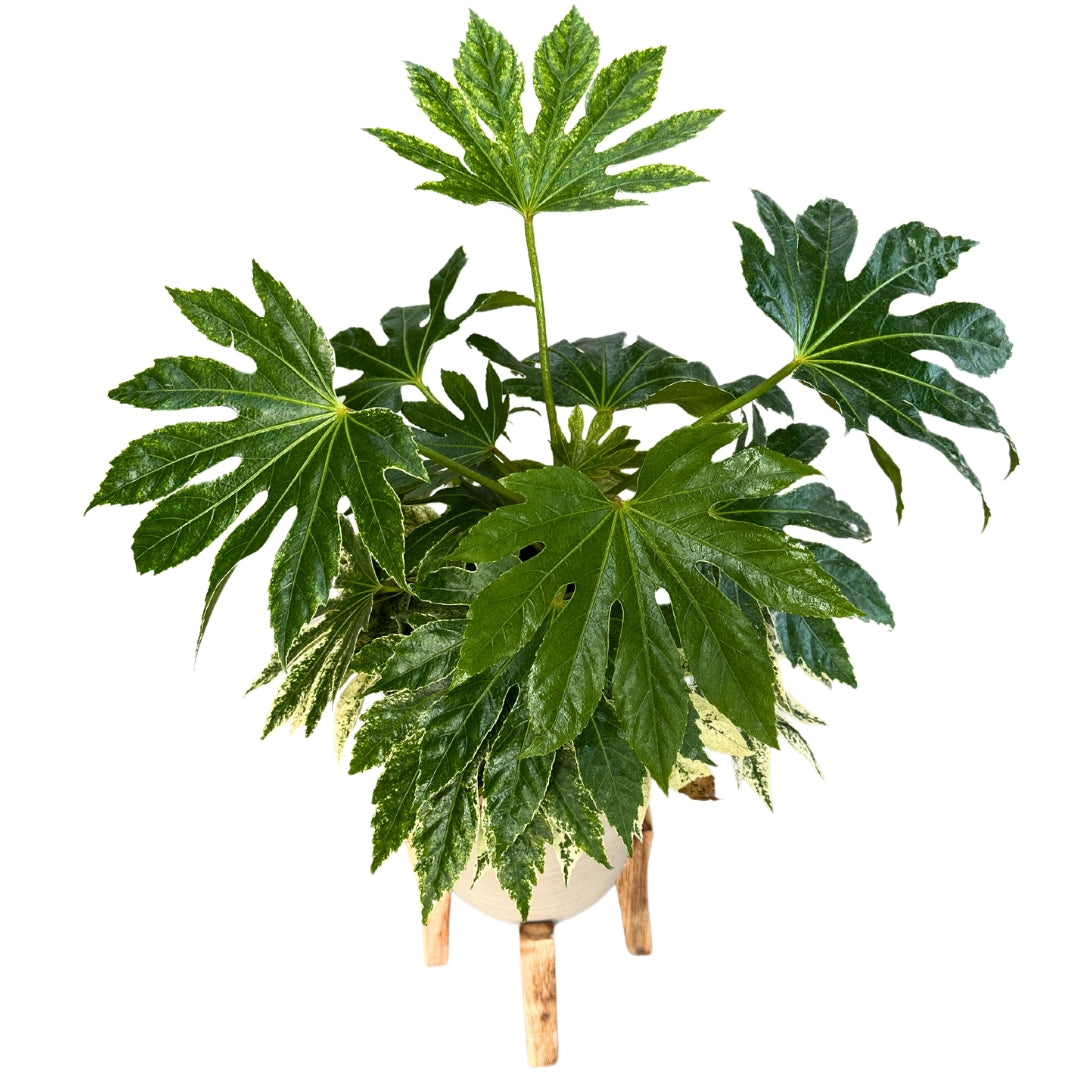 Aralia O Fatsia Japónica Spider Web La Planta Variegada Purificadora M20_0