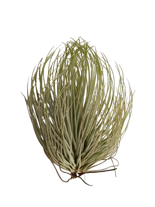 Tillandsia Andreana Planta Natural Clavel Del Aire_0