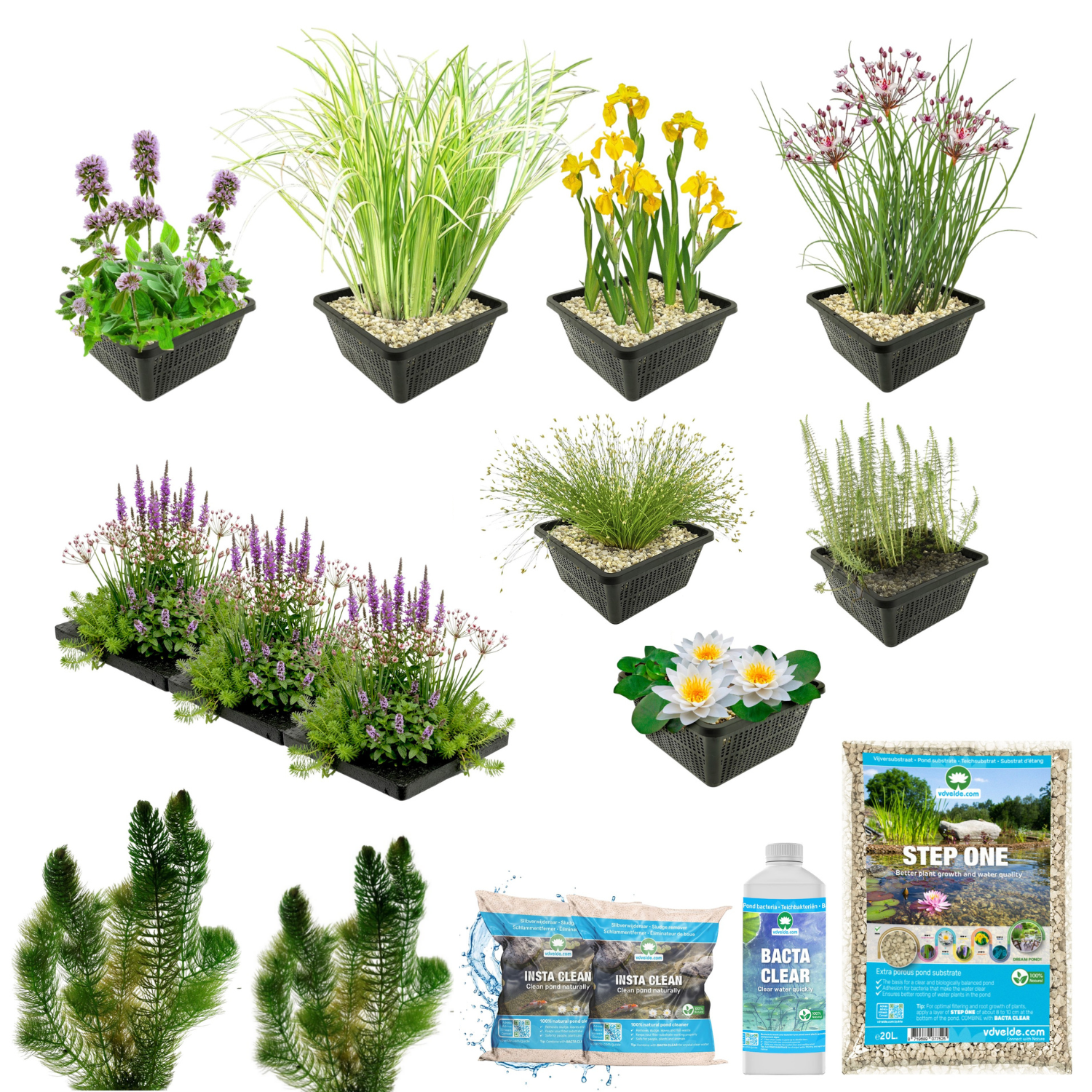 Pack Estanque Nativo 1.500-3.000l - Oxigenantes & Ribera - Nymphaea Alba_2