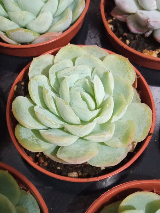 Echeveria Gilva X Laui Planta Suculenta