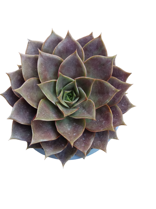 Echeveria Impi Planta Suculenta De Sol Roja Grande Ø13_0