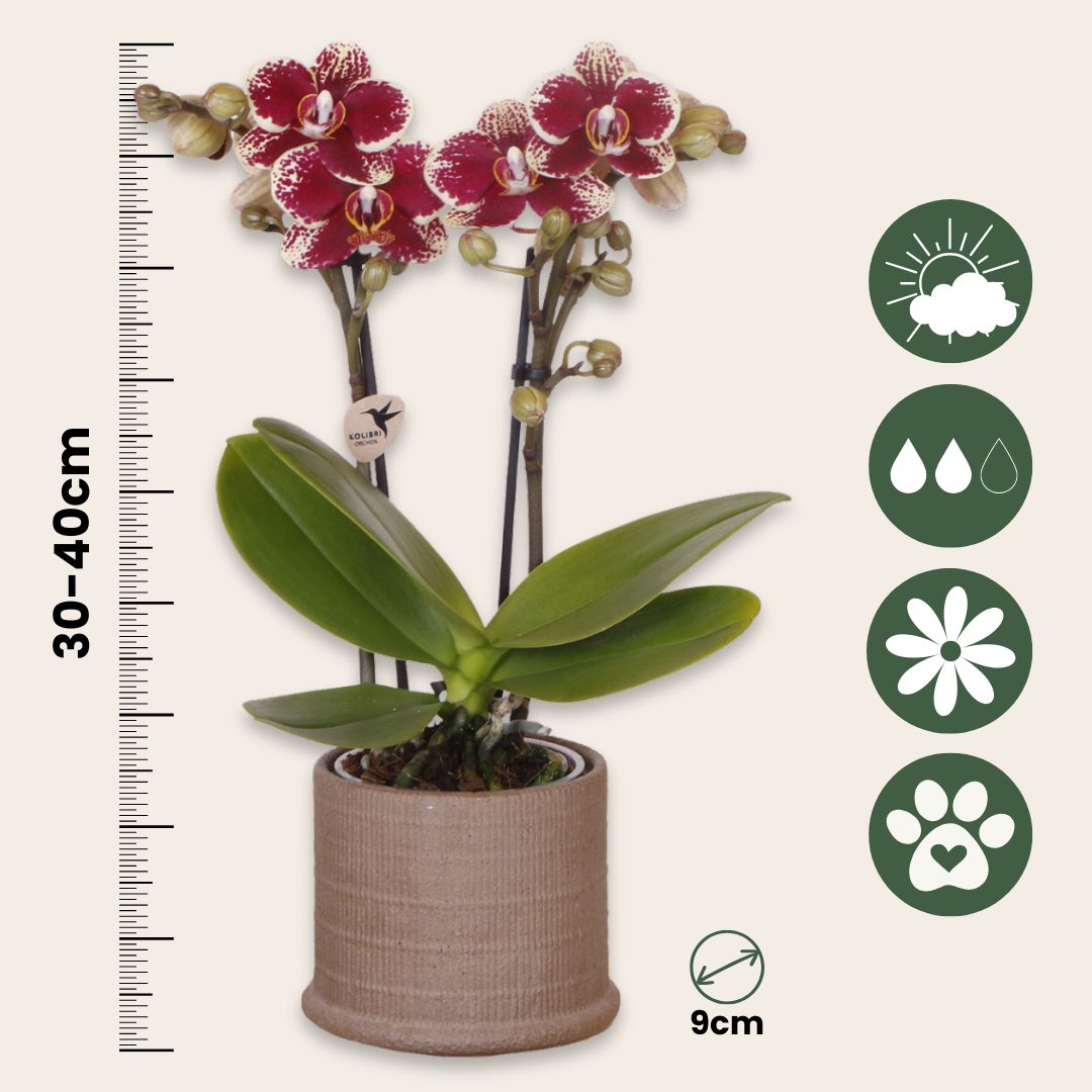 Set De Regalo Orquídea 'cocktail S' - Phalaenopsis - Altura 30cm_2