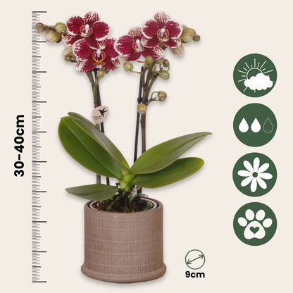 Set De Regalo Orquídea 'cocktail S' - Phalaenopsis - Altura 30cm_2