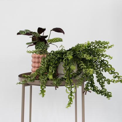 Flor De Lápiz Labial - 2 Pzs - Aeschynanthus Pulcher - Altura 20-30cm - ⌀15cm