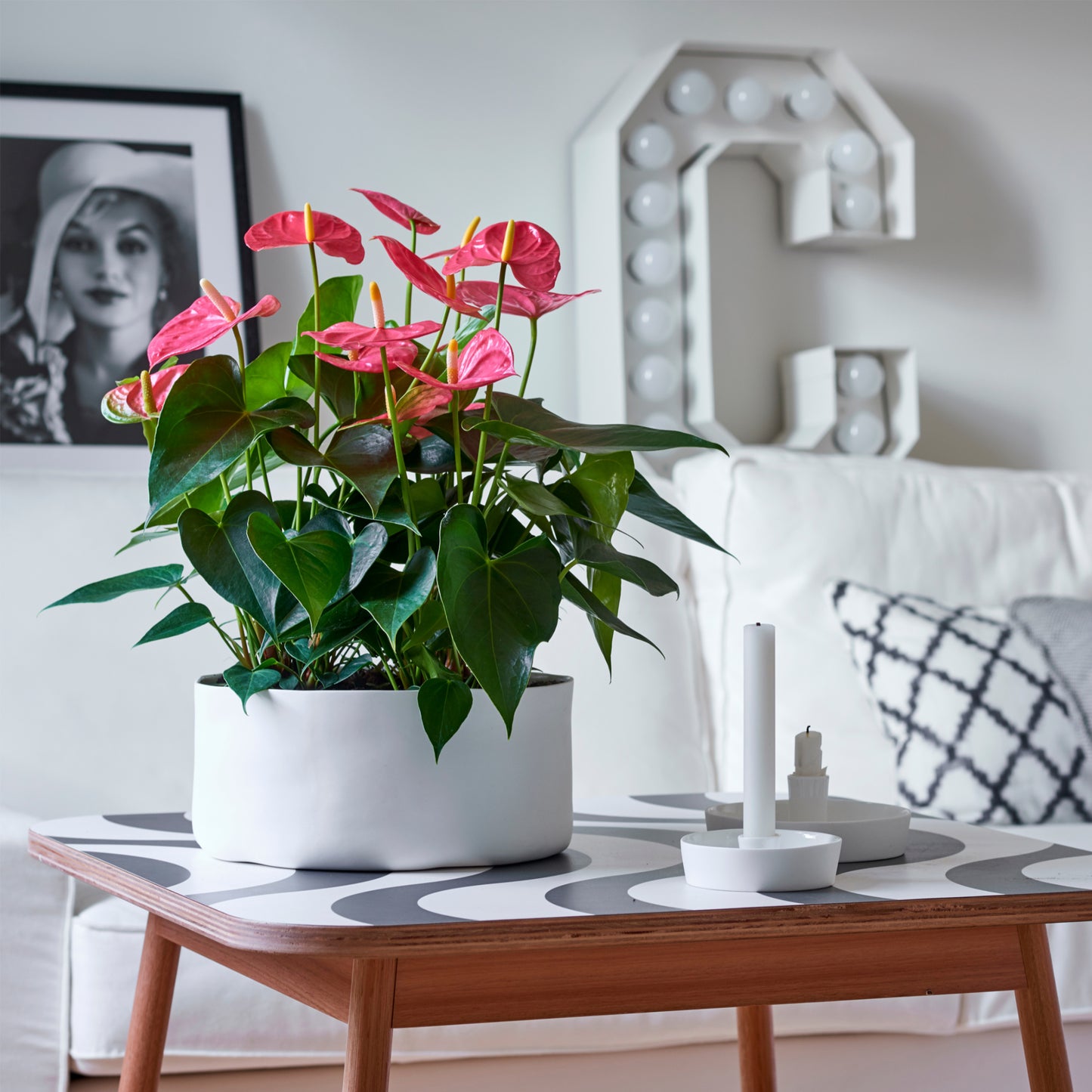 Anturio - Anthurium 'colorado Pink' - Altura 40-55cm - Ø14cm