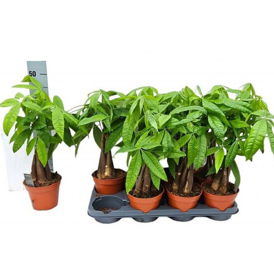 Pachira Acuatica Planta Interior 5 Troncos Ø14_0