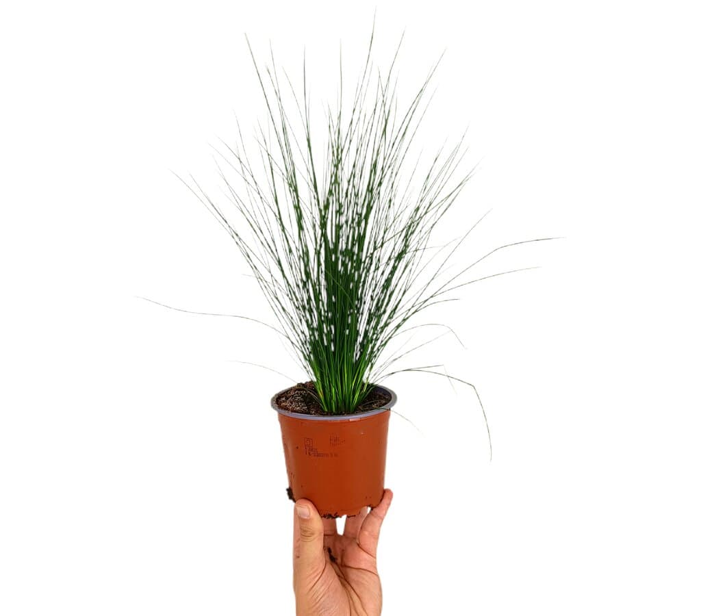 Juncus Pencil M12 30cm_0