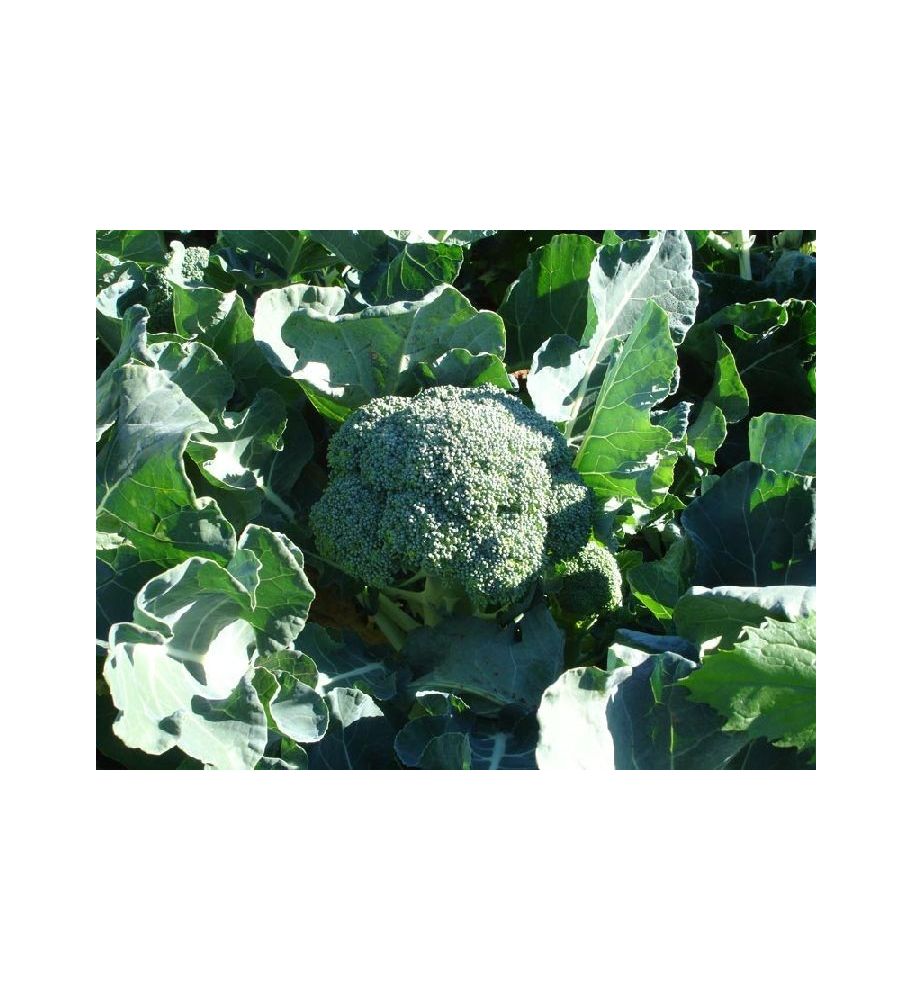 Plantón Brócoli (10 Unidades)_0