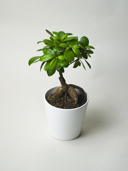 Ficus Ginseng Microcarpa | Altura 35cm - Diámetro 12cm