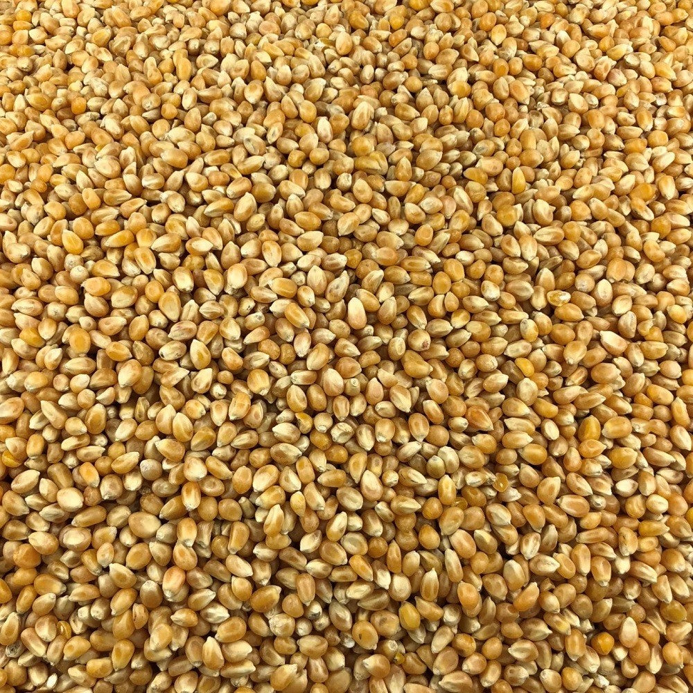 Palomitas De Maíz Ecológicas Granel 25 Kg_2