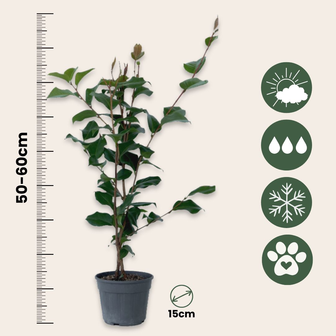 Rosa Japonesa - Camellia Japonica 'dr. King' - Altura 50-60cm - ⌀15cm_2
