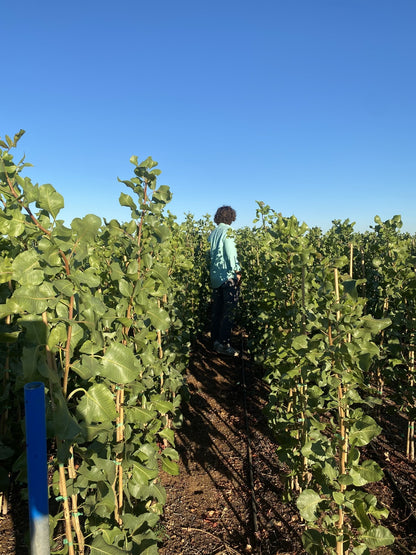 Pistacho Macho Peter (ucb) 60cm Maceta_2