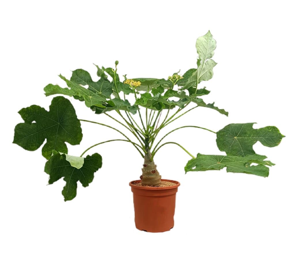 Jatropha Podagrica M25 60cm_0