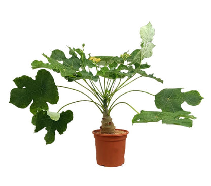 Jatropha Podagrica M25 60cm_0
