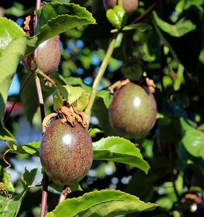 Fruta De La Pasión O Maracuyá | Caja De 2kg_5