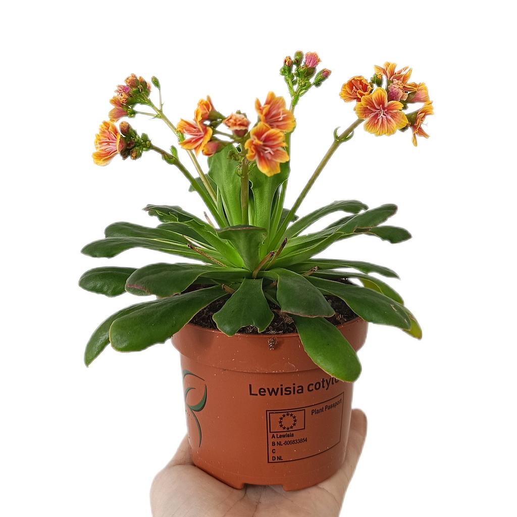 Lewisia Cotyledon M11_0