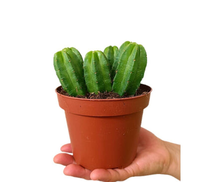 Echinocereus Morricallii M13_0