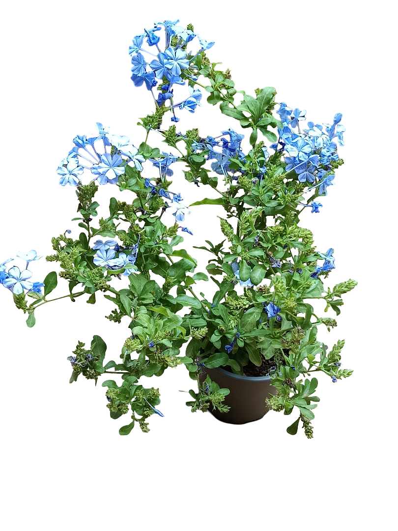 Jazmin Azul Planta De Flor Sol Plumbago Tipo Arbusto_0