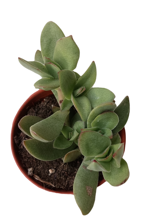Crassula Platyphylla Planta Suculenta De La Suerte