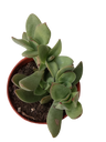 Crassula Platyphylla Planta Suculenta De La Suerte