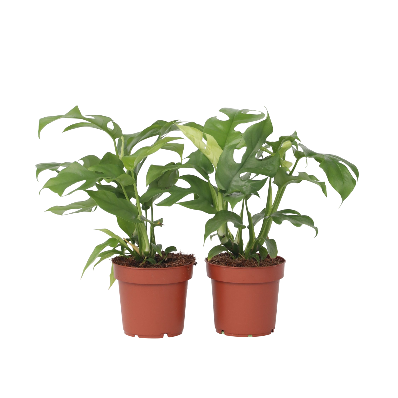 Monstera Mínima - 2 Pzs - Rhaphidophora Tetrasperma - Altura 20-30cm - ⌀12cm_0