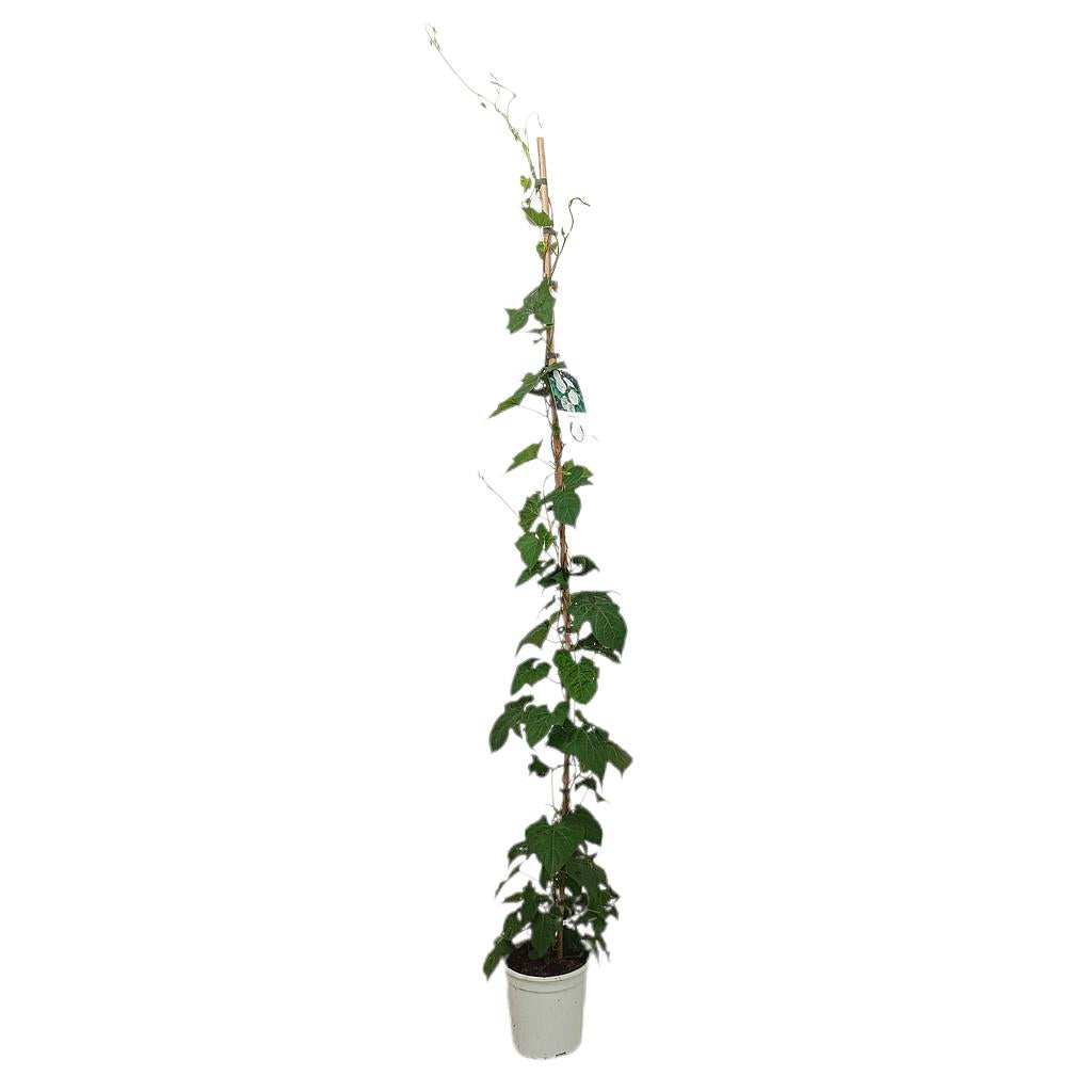 Ipomea Alba 180cm M20_0