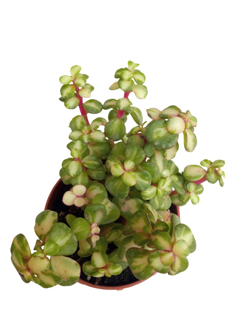 Portulacaria Afra Mediopicta Planta Suculenta Ø5_0