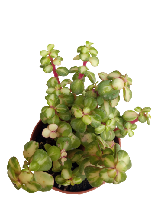 Portulacaria Afra Mediopicta Planta Suculenta Ø5_0