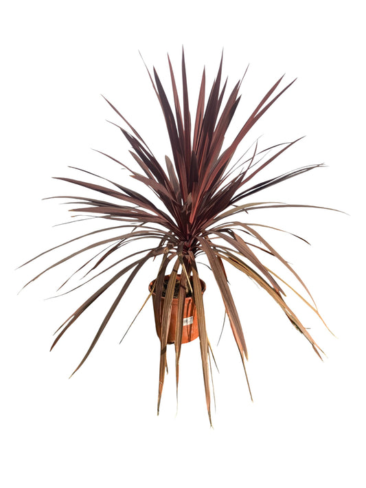 Cordyline Red Star 100cm_0