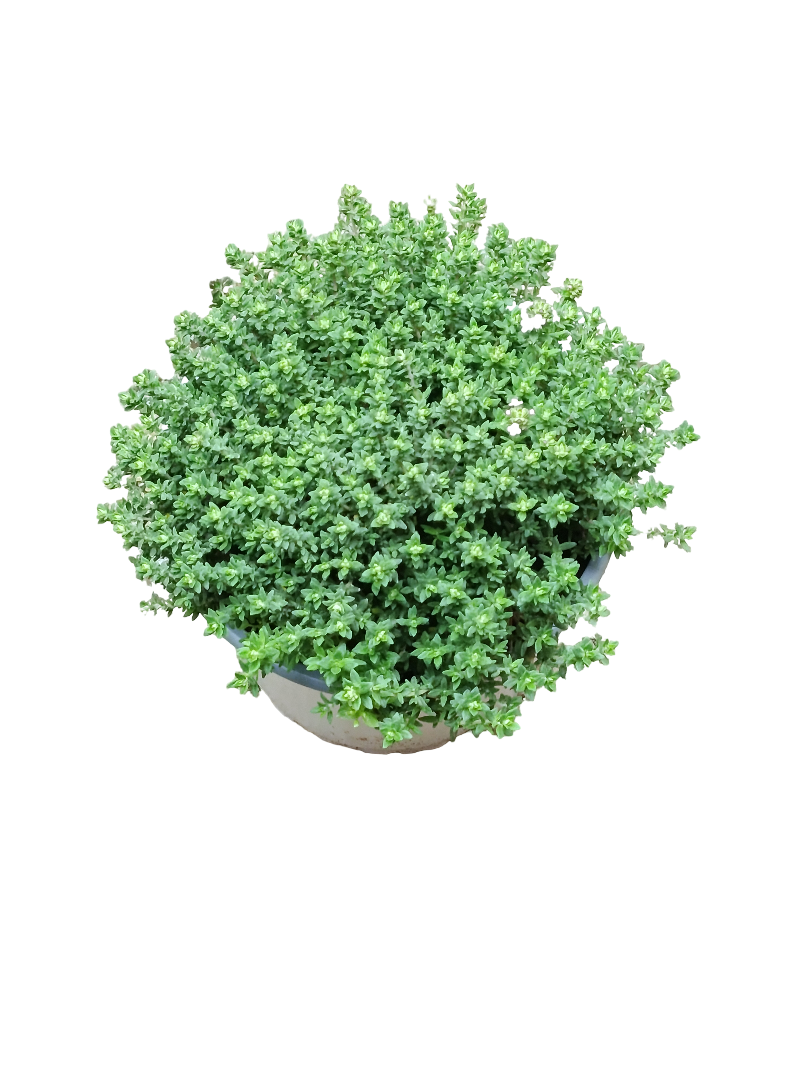 Tomillo Ø12 Planta Aromática Natural Arbusto De Exterior_0