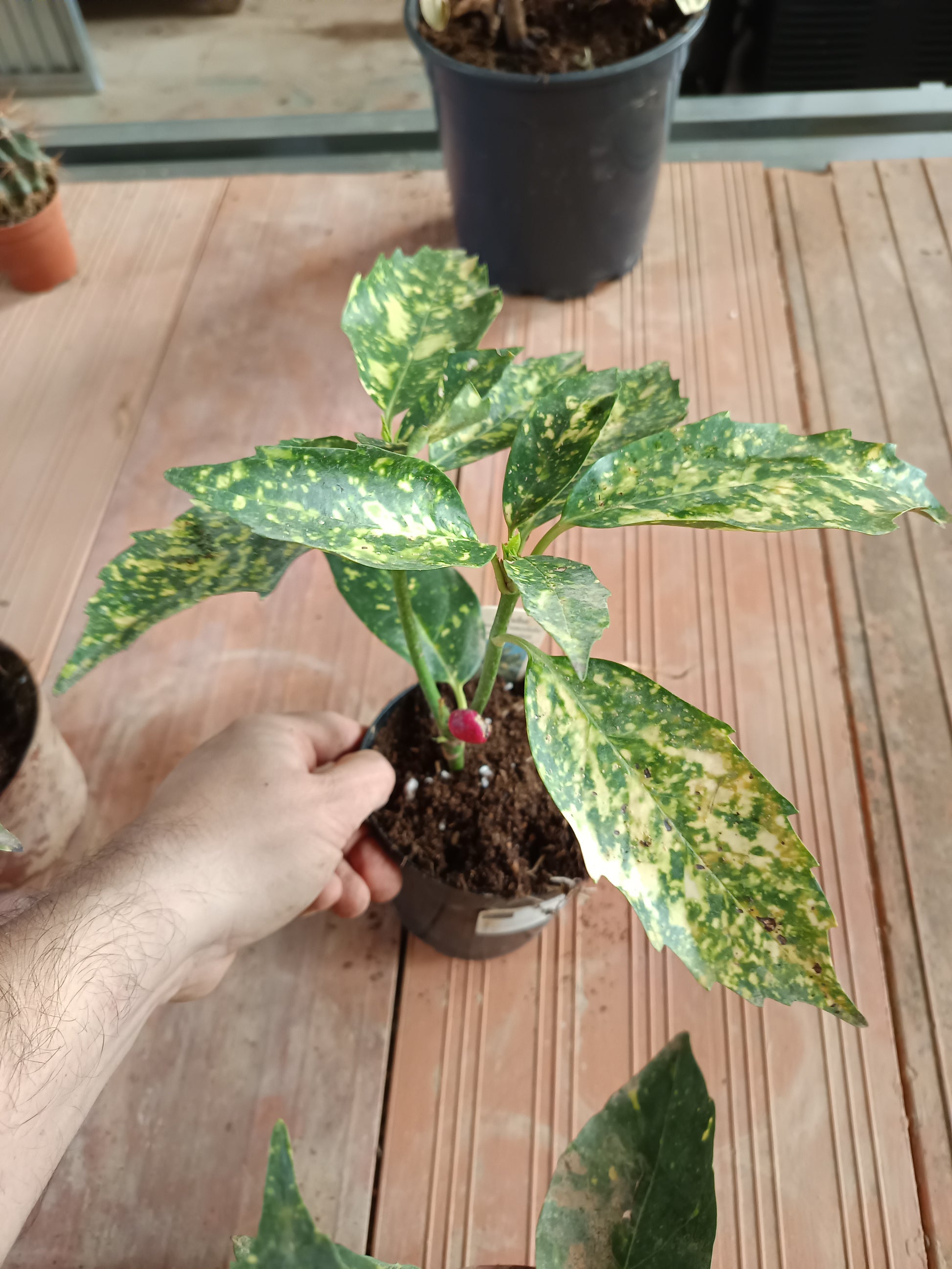 Aucuba J Crotonifolia Laurel Manchado Planta
