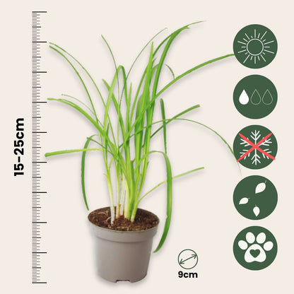 Ajo Silvestre - 6 Pzs - Tulbaghia Violacea - Altura 15-25cm - ⌀9cm_2