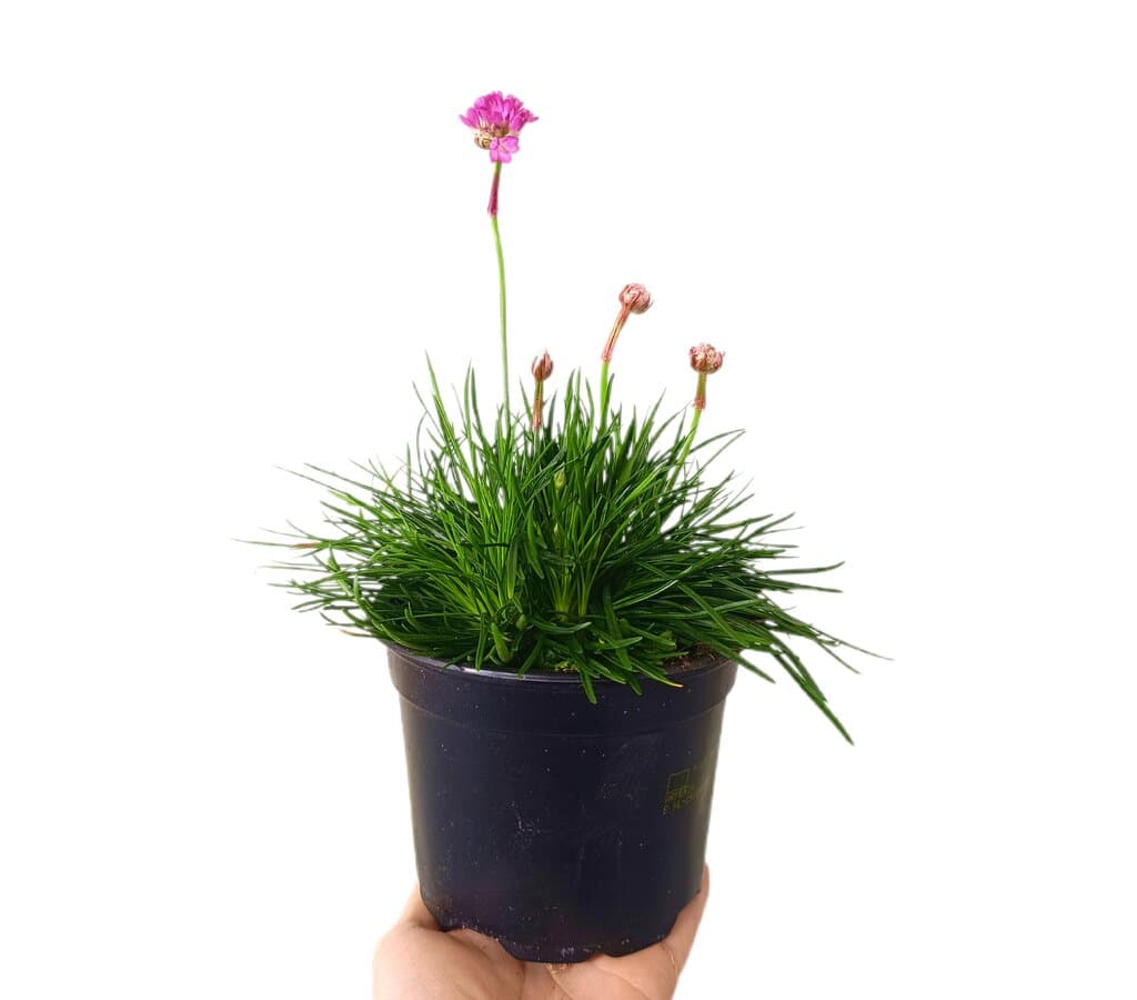 Armería Marítima M13_0