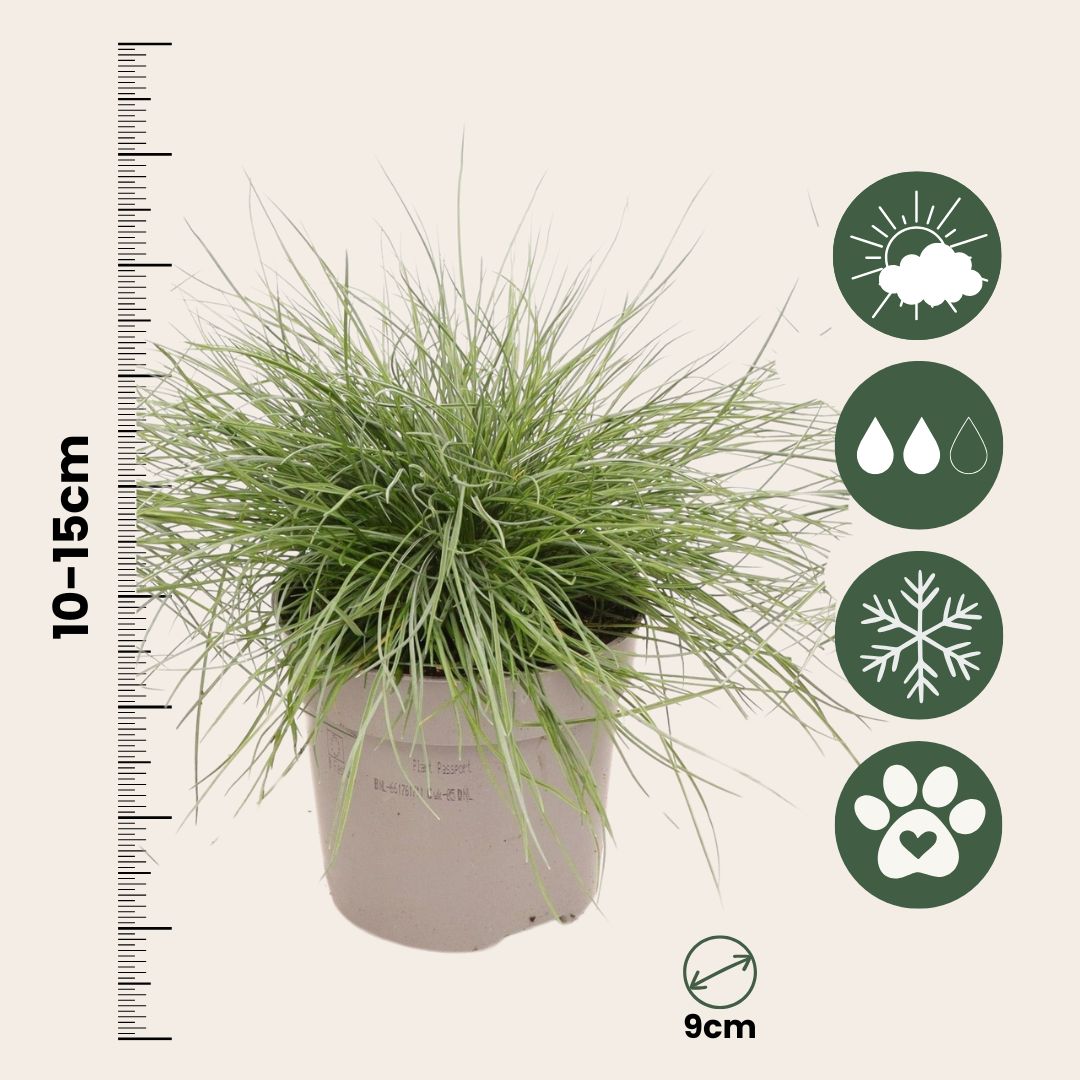 Festuca Azul - 9 Pzs - Festuca Glauca 'elijah Blue' - Altura 10-15cm - ⌀9cm