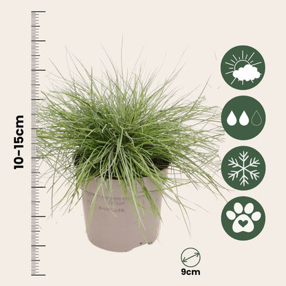 Festuca Azul - 6 Pzs - Festuca Glauca 'elijah Blue' - Altura 10-15cm - ⌀9cm_2