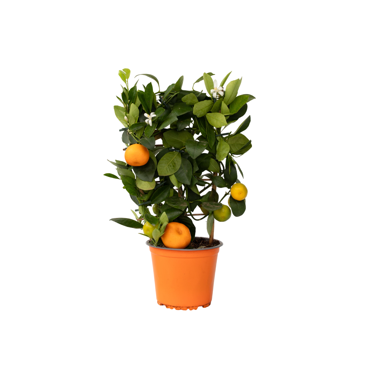 Calamondina - Citrus Mitis 'calamondin' - Altura 35-40cm - ⌀14cm_0
