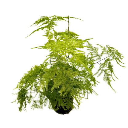 Esparraguera Plumosa O Asparagus Plumosus, La Variedad Más Pomposa M12