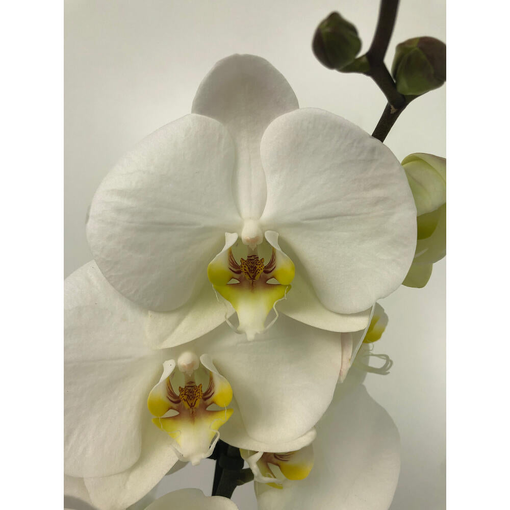 Orquidea Phalaenopsis London 2/3 Tallos M12 70cm_1