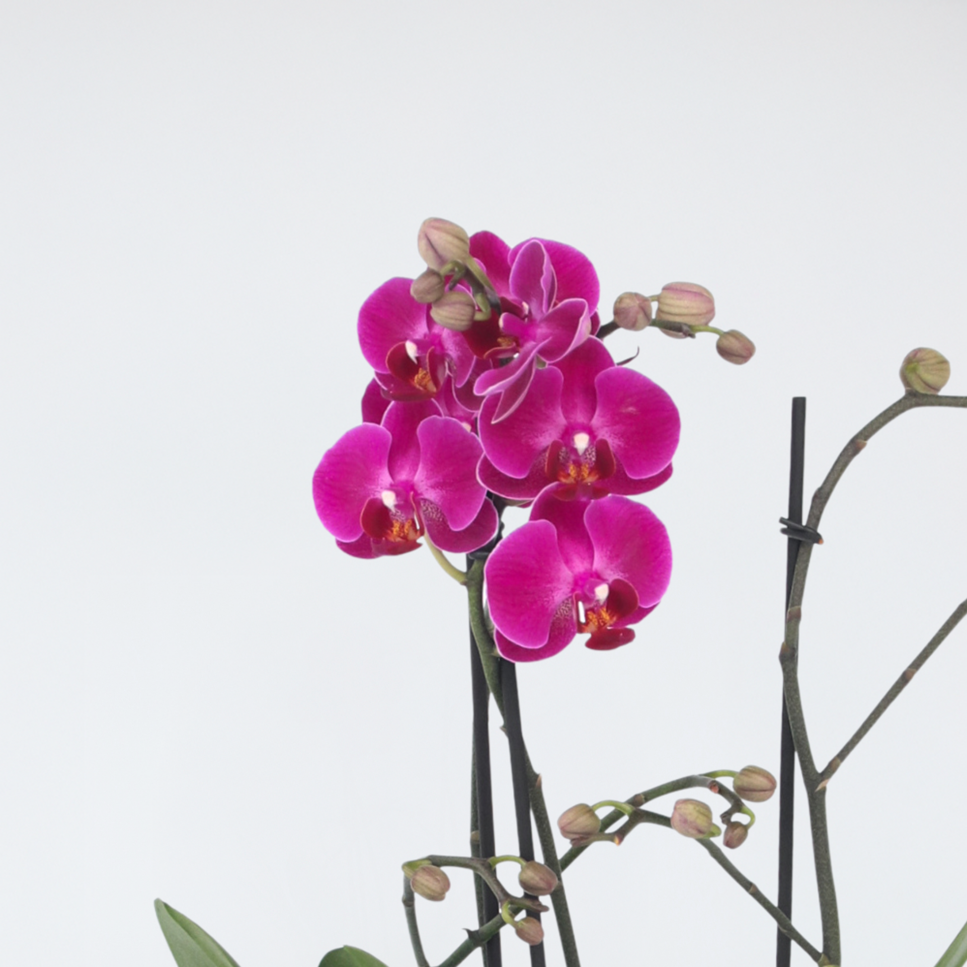 Orqídea Phalaenopsis - Phalaenopsis Multiflora - Altura 35-45cm - ⌀12cm