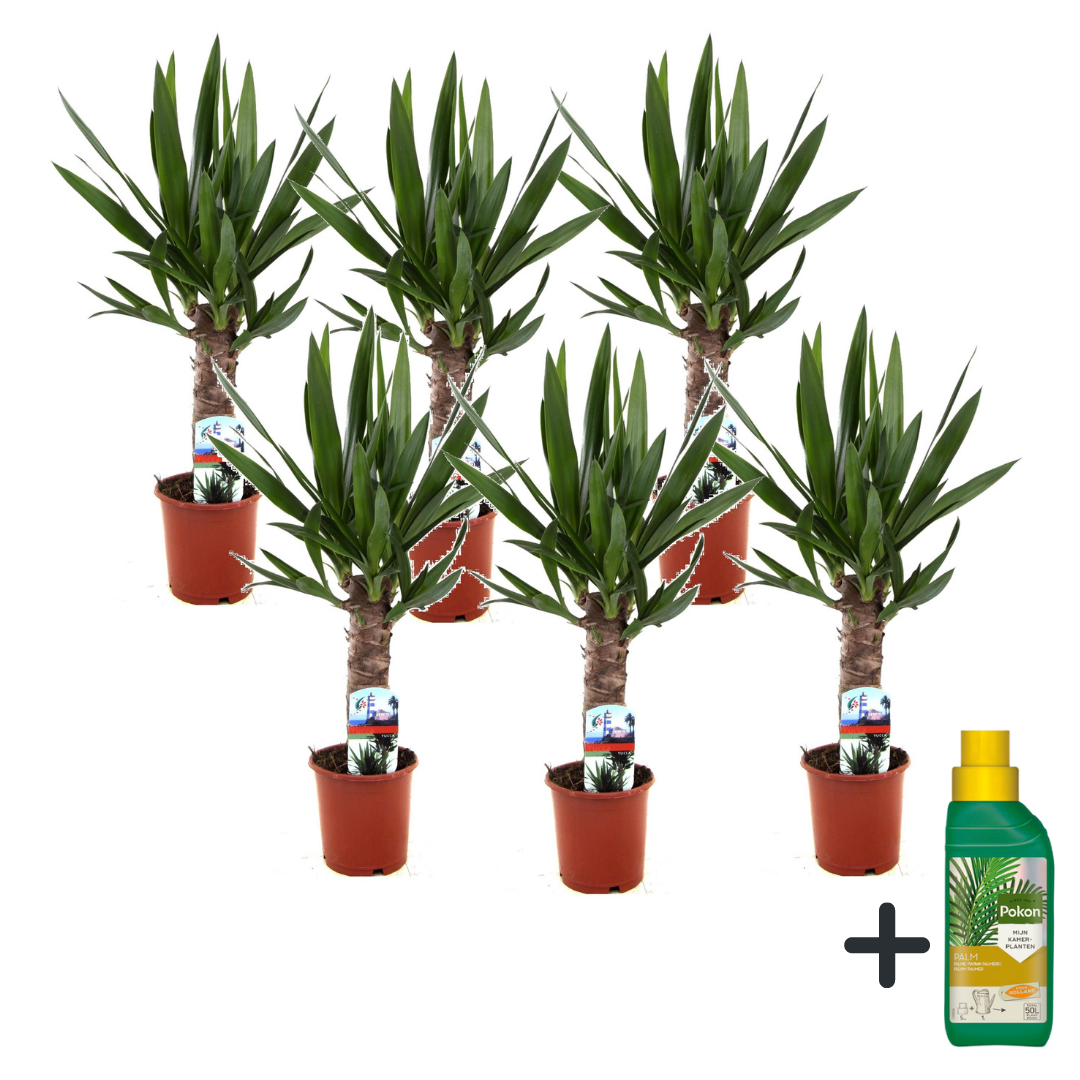 Yuca Pie De Elefante - 6 Pzs - Yucca Elephantipes - Altura 50-60cm - ⌀14cm_0