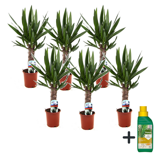 Yuca Pie De Elefante - 6 Pzs - Yucca Elephantipes - Altura 50-60cm - ⌀14cm_0