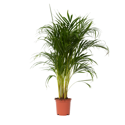 Palma Areca - Dypsis Lutescens - Altura 100-120cm - ⌀21cm