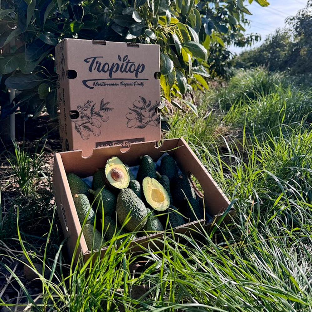 Caja 4kg De Aguacates Hass Ecológicos Tropitop_3