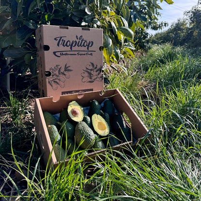 Caja 4kg De Aguacates Hass Ecológicos Tropitop_3