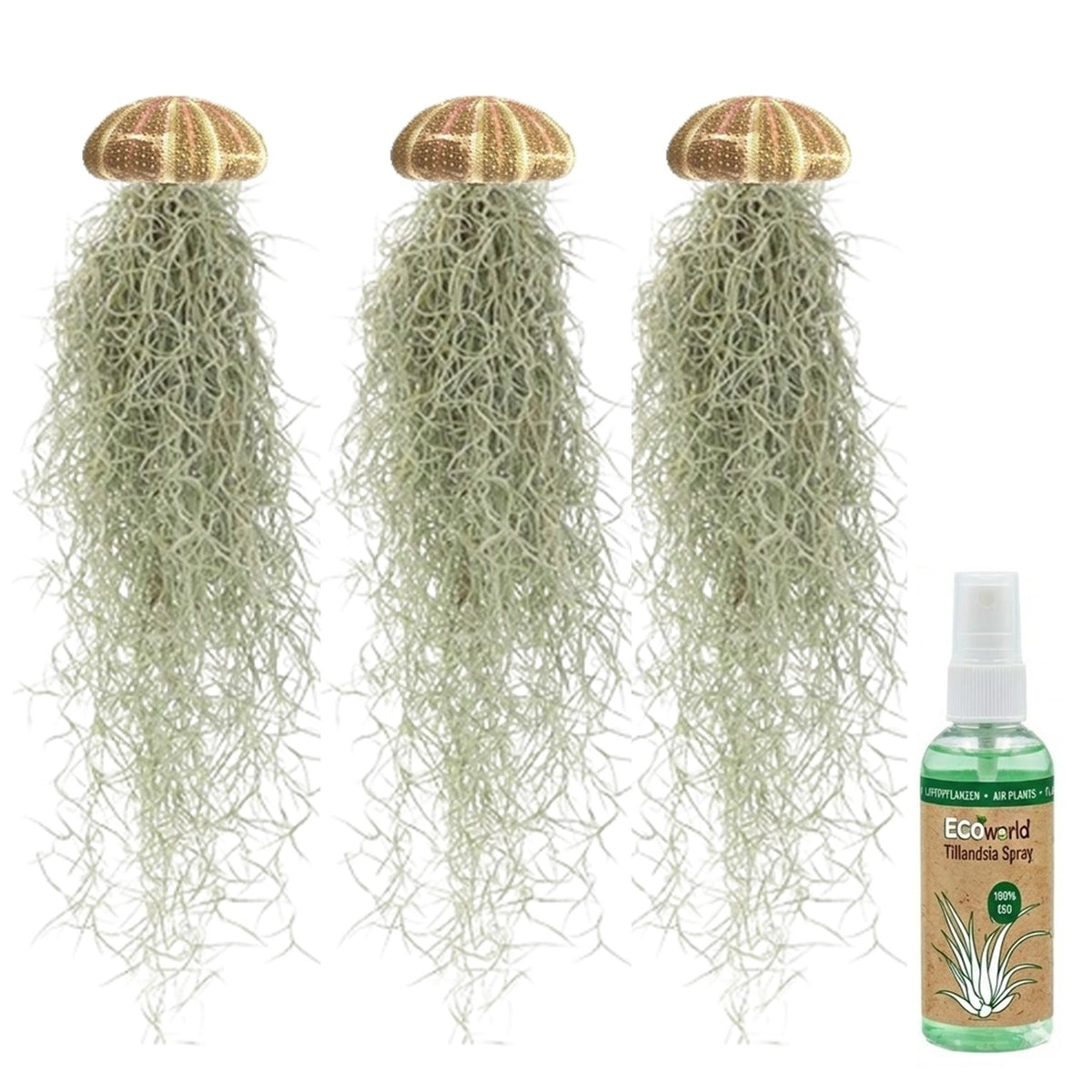 Set Jellyfish De 3 - Tillandsia Usneoides Plantas De Aire En Erizos_0